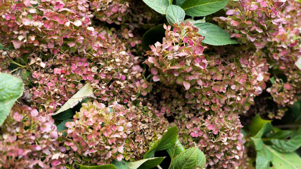 Si vos fleurs d'hortensia sont devenues brunes, voici 5 causes courantes et comment les raviver exactement