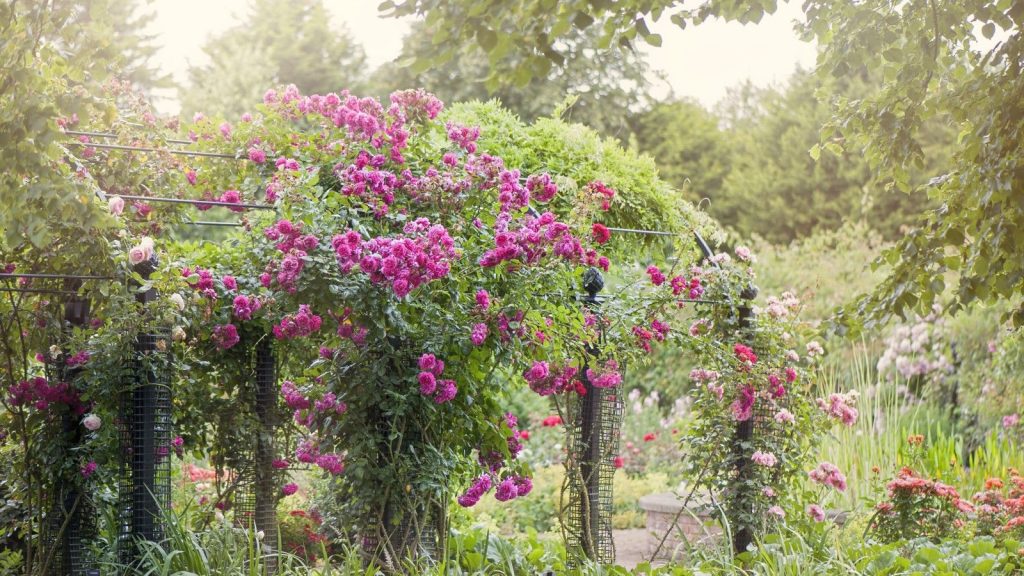 L’astuce de 60 secondes que les jardiniers ne jurent que par deux fois plus de fleurs de roses Climbing rose on an archway