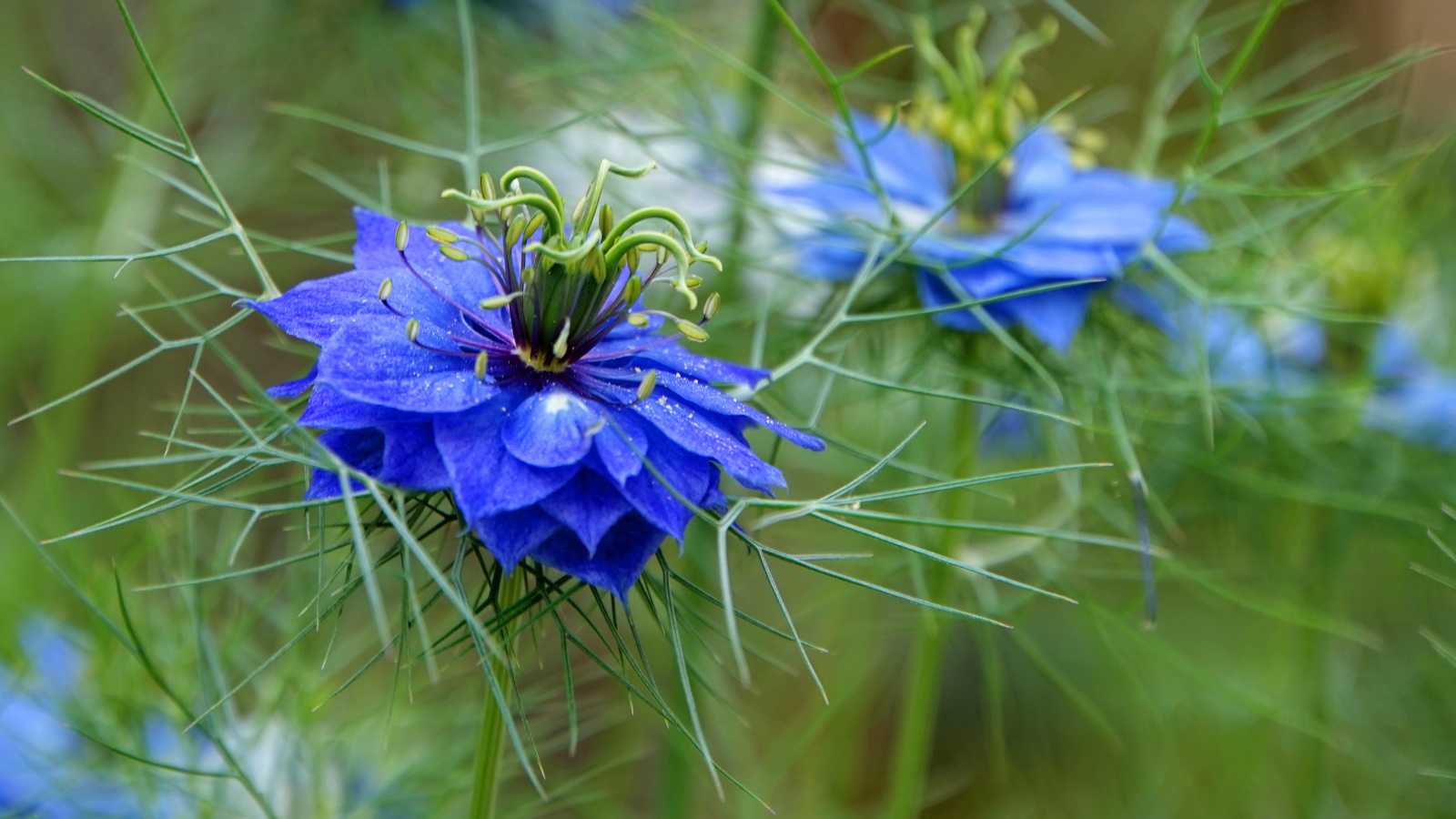 Comment faire pousser de la nigelle