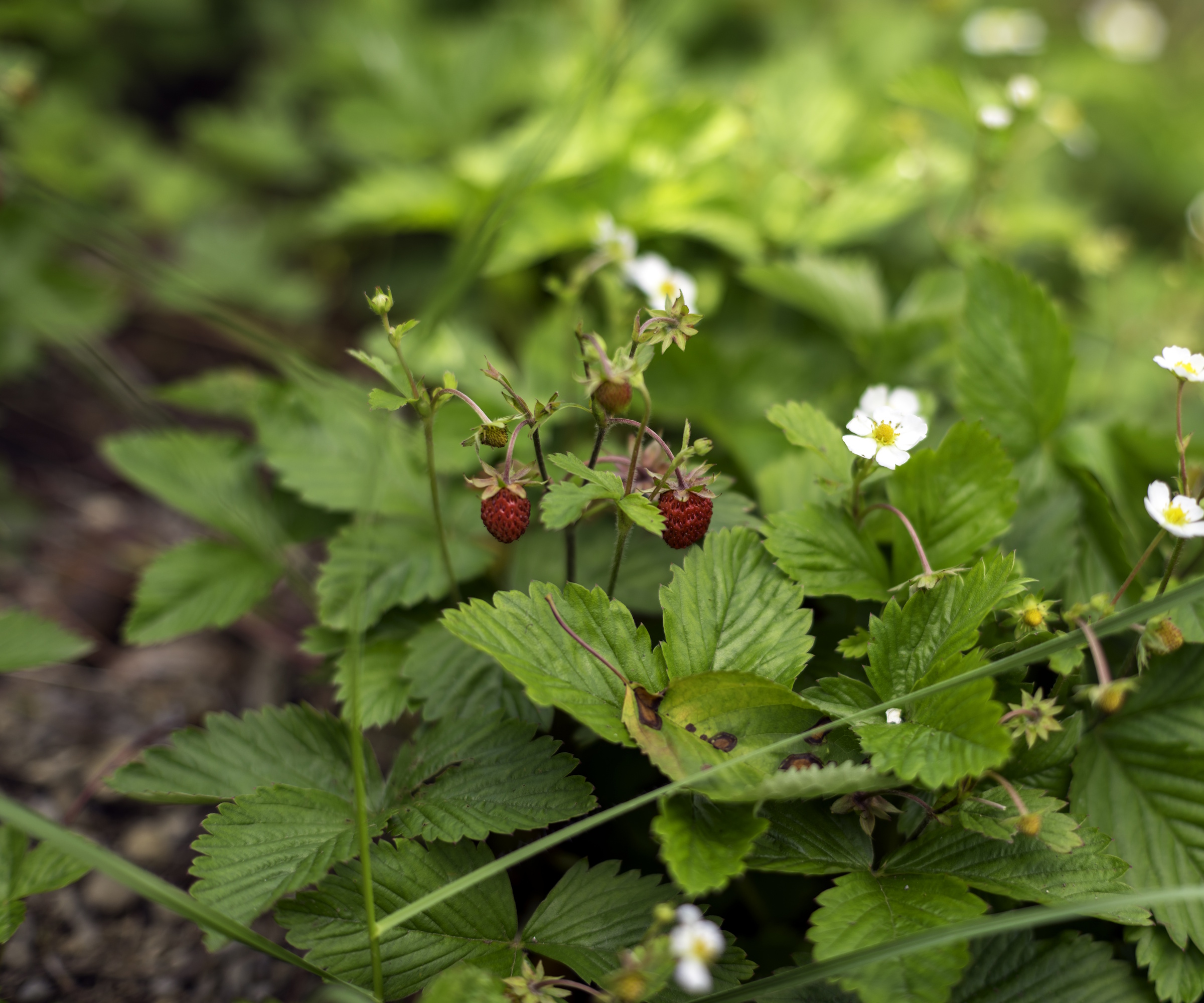 Fraises des bois