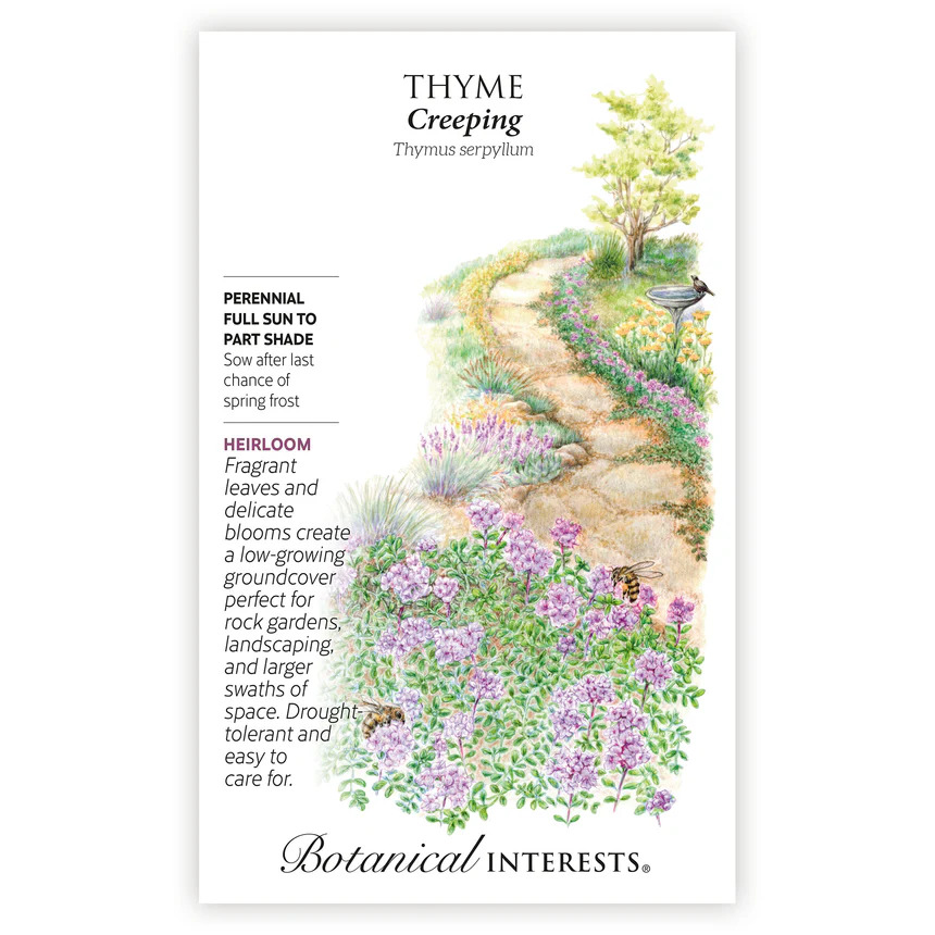 Intérêt botanique graines de thym rampant
