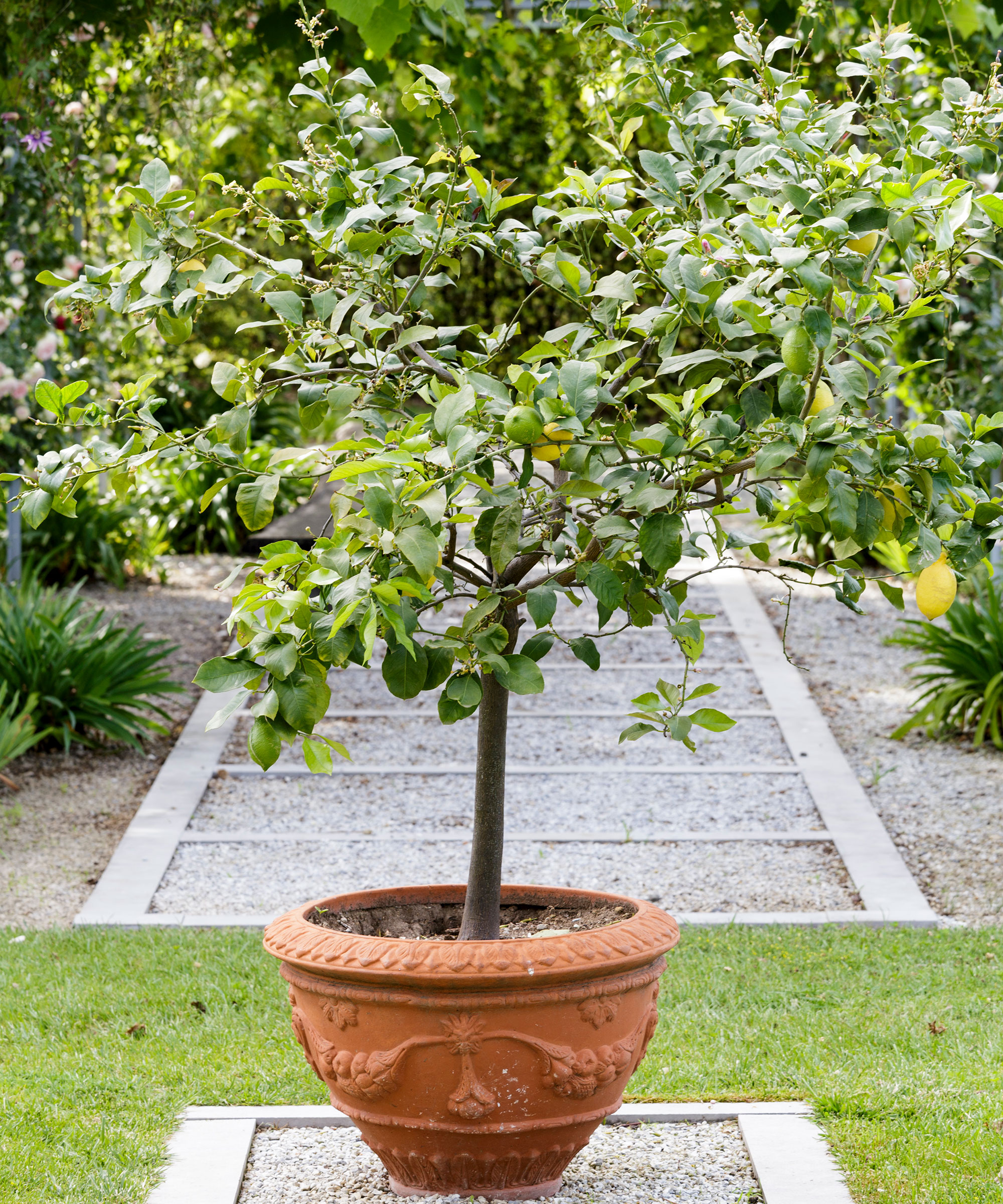 Jardin méditerranéen avec un citronnier en pot dans les jardins de la résidence d'été d'Elena Piletra