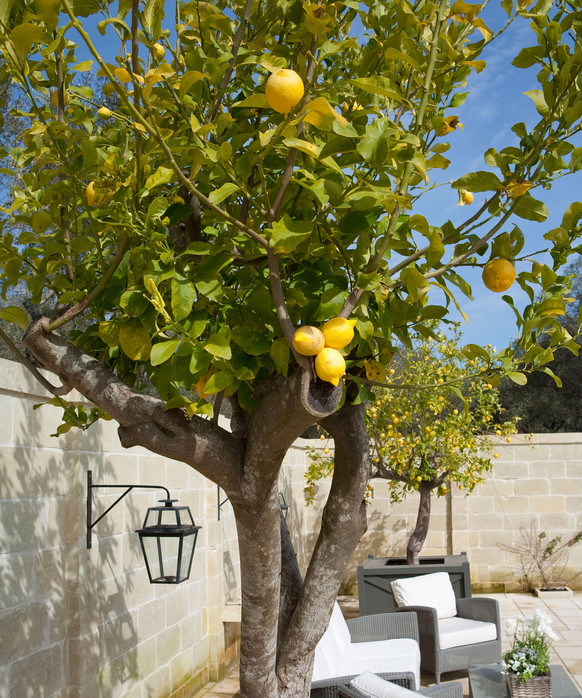 citronnier poussant dans un jardin de cour