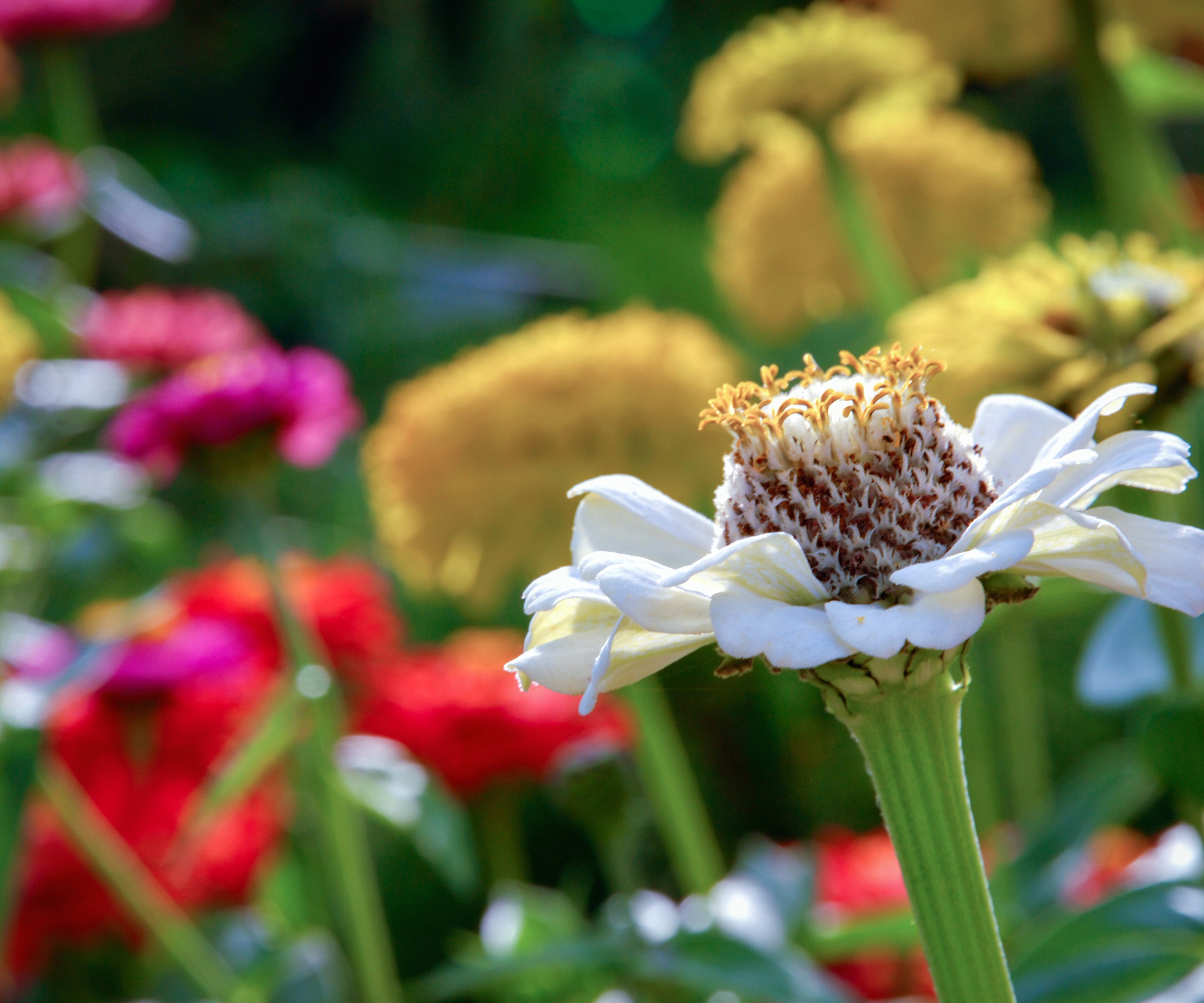 Gros plan de zinnia blanc