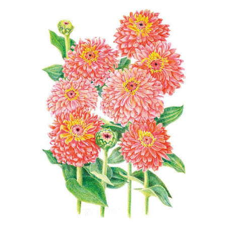 Graines de Senora Zinnia