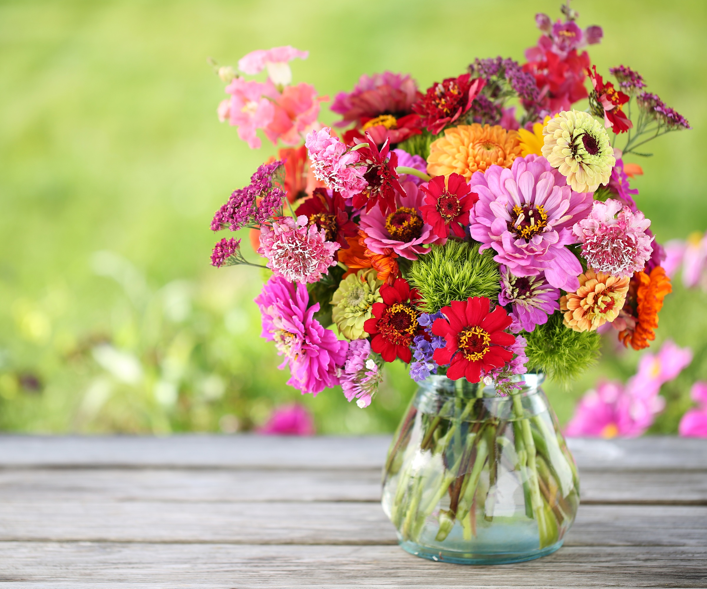Couper les zinnias dans un vase