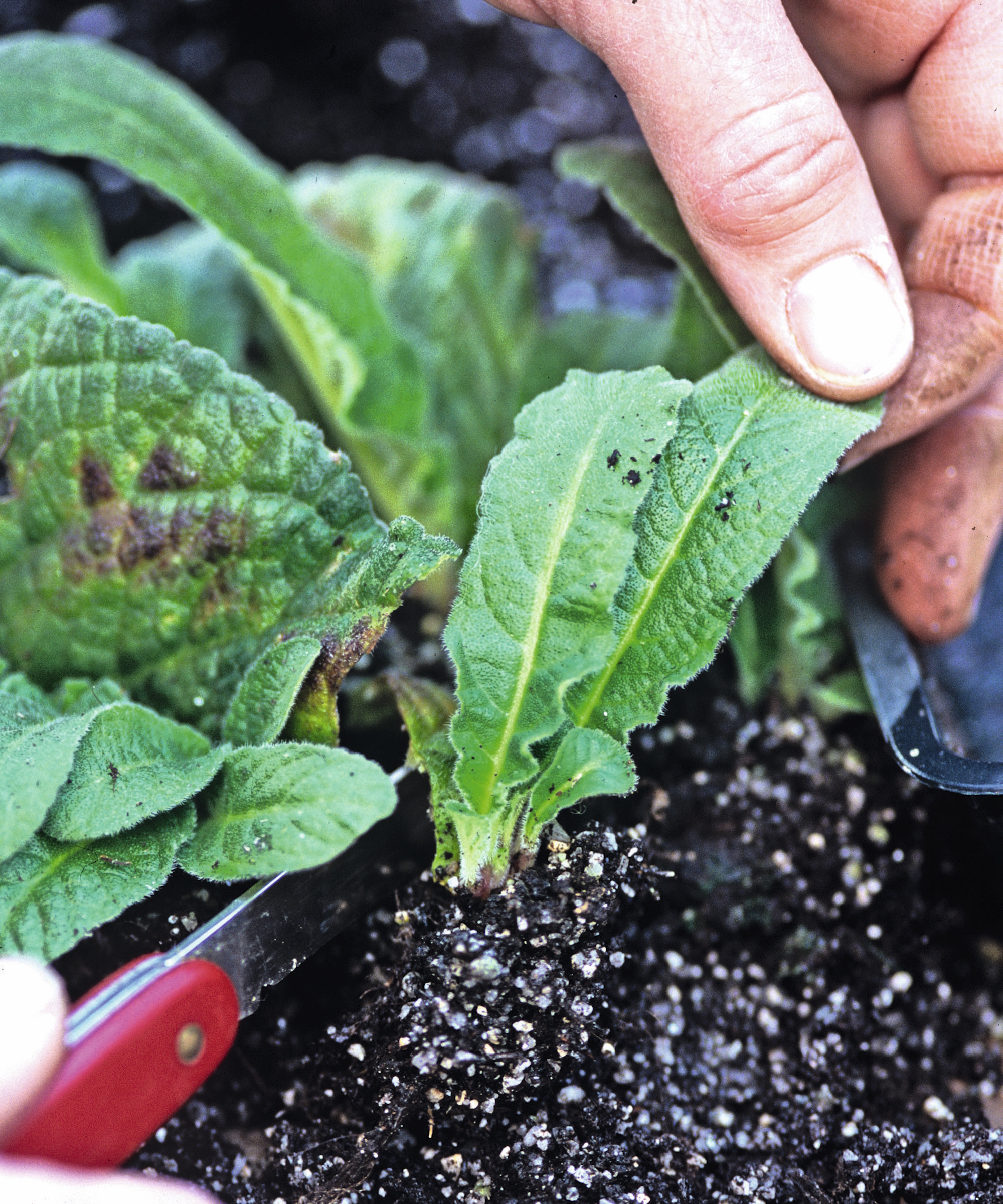 Un jardinier divise les plantules de streptocarpus pour les mettre en pot avec un canif