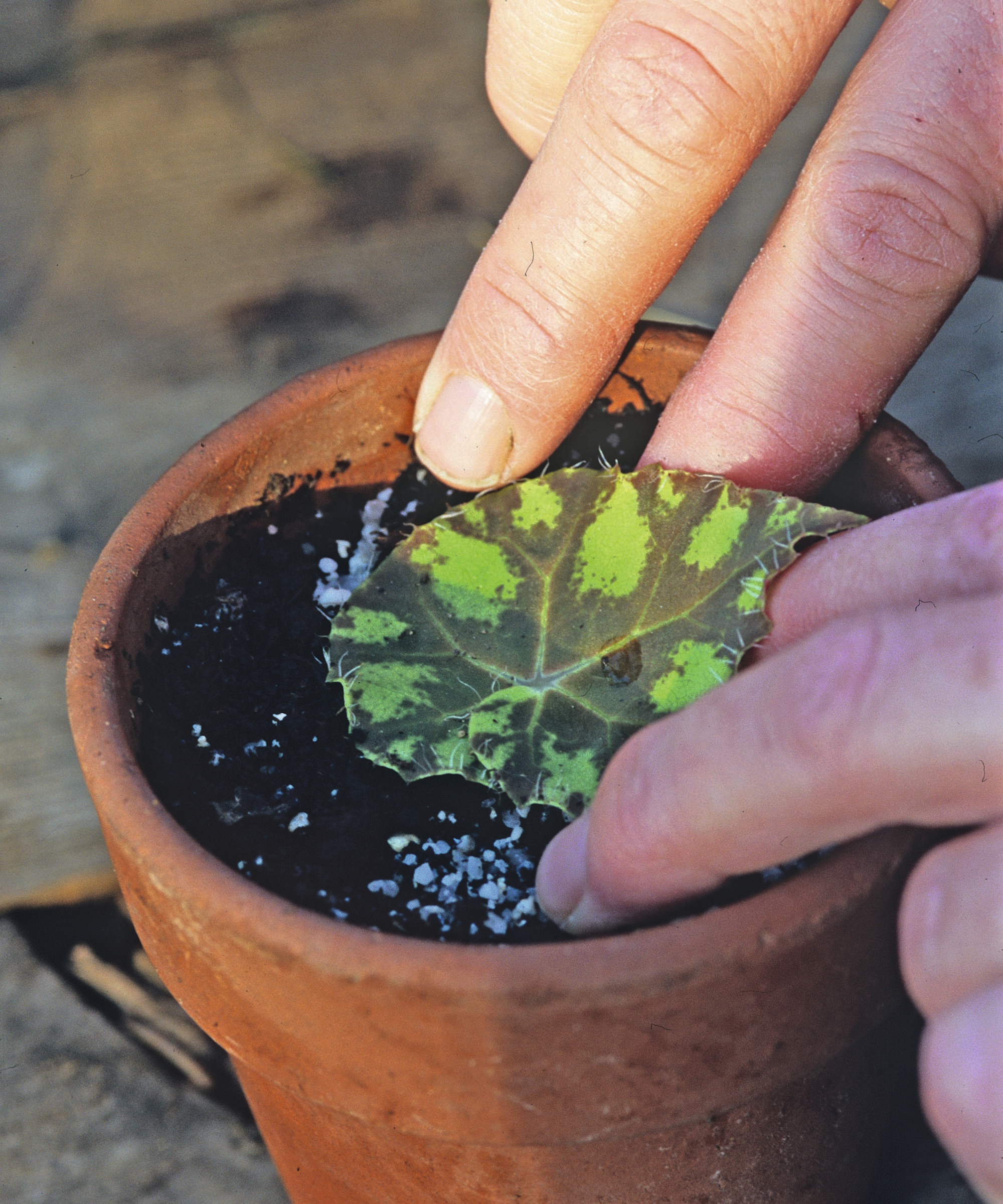 Un jardinier met une bouture de feuille de bégonia dans un pot en terre cuite rempli de terre