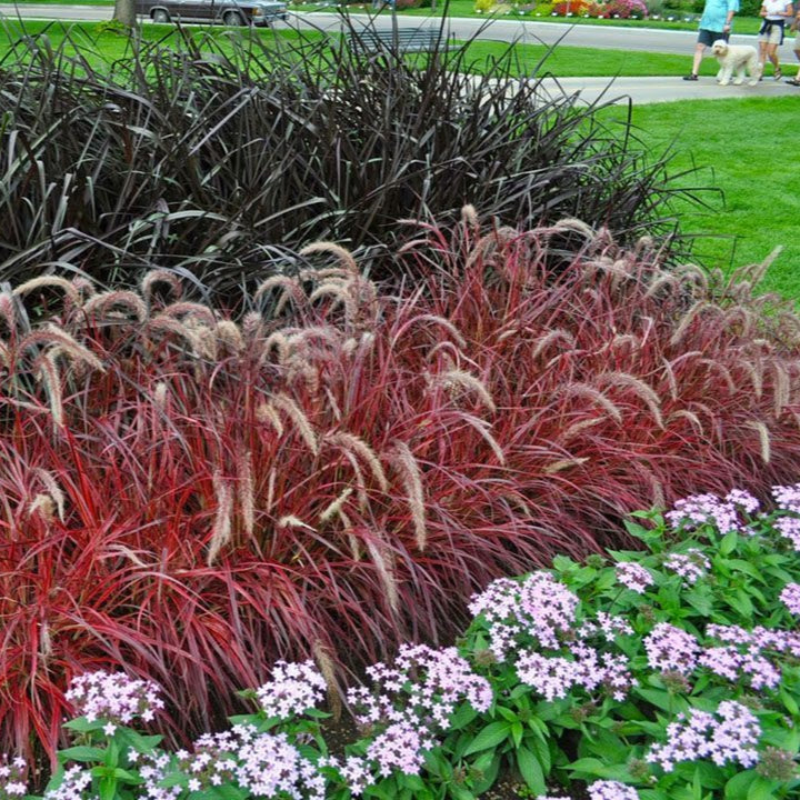 Arbuste d'herbe de fontaine de feux d'artifice