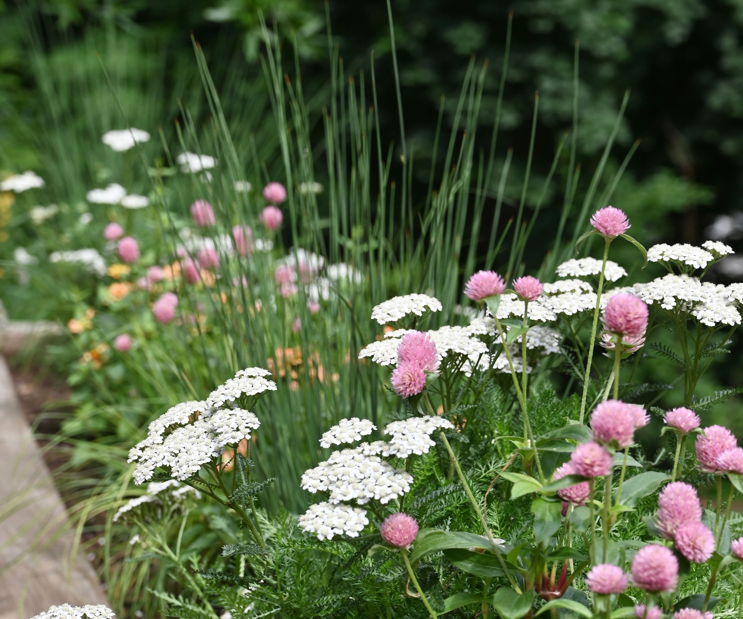 plantation naturaliste avec des fleurs d'achillée blanche et de ciboulette rose