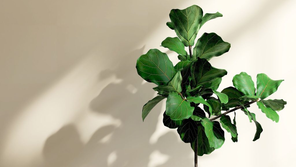 Que faire avec votre figuier à feuilles de violon en juillet pour une plante plus pleine, plus saine et des feuilles plus brillantes Que faire avec votre figuier à feuilles de violon en juillet pour une plante plus pleine, plus saine et des feuilles plus brillantes