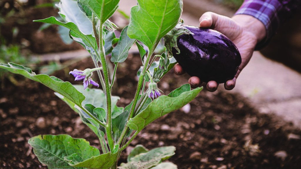 L'astuce de 30 secondes sur les aubergines qui vous récompensera avec une meilleure récolte cet été