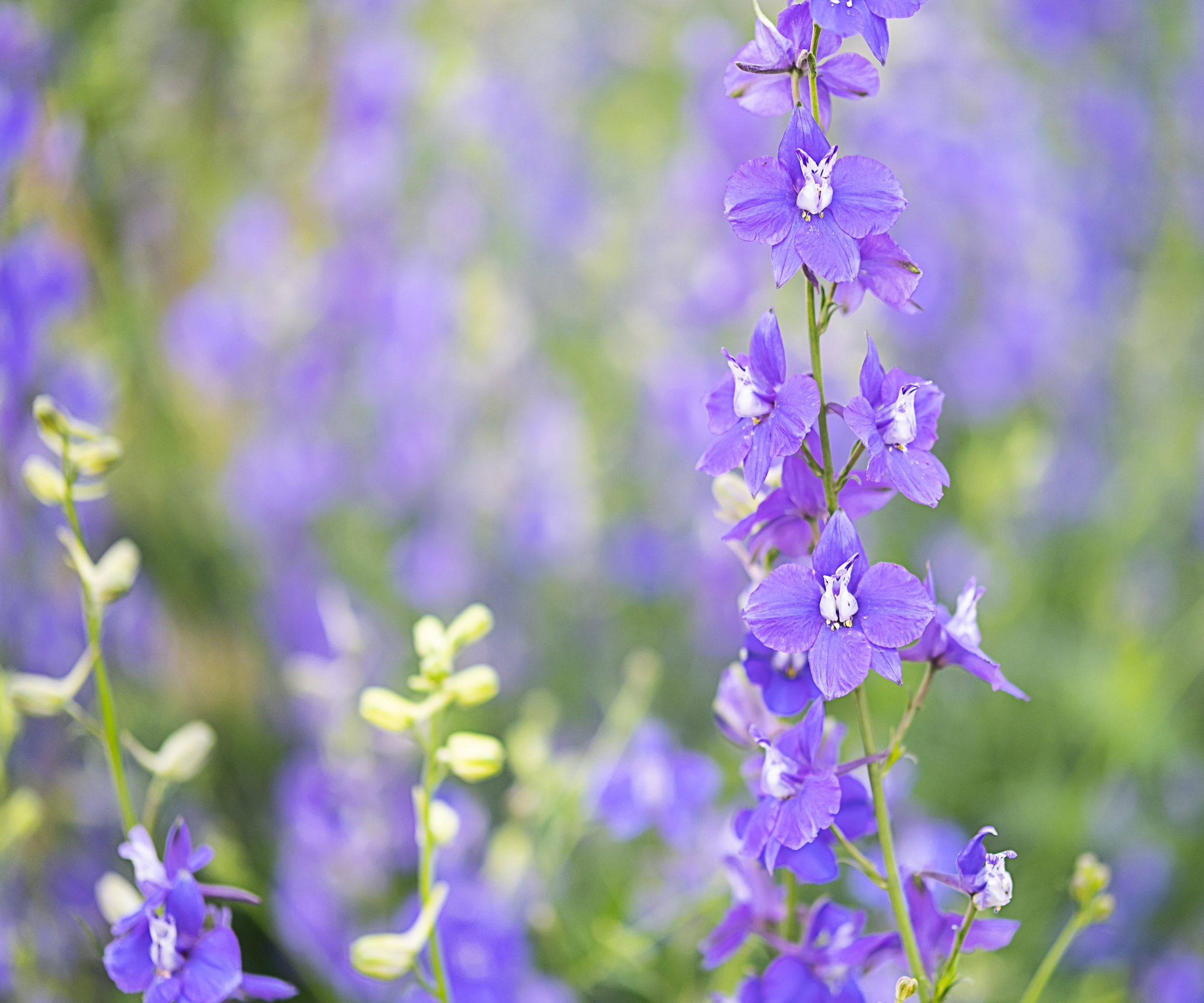 Delphinium
