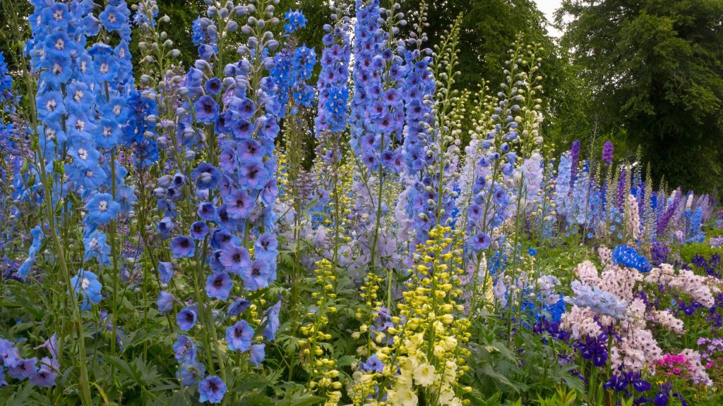 Que faire avec les delphiniums en juillet – 5 tâches simples qui permettent à ces favoris des jardins de chalets de fleurir plus longtemps