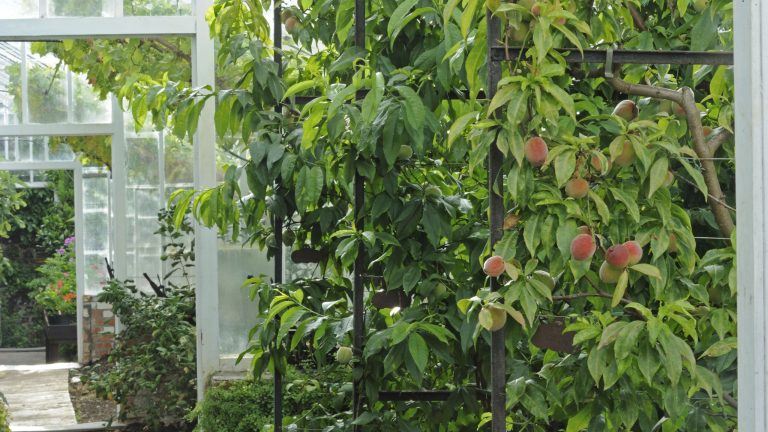 Les experts révèlent les signes révélateurs que vos abricots sont parfaitement mûrs et prêts à être cueillis