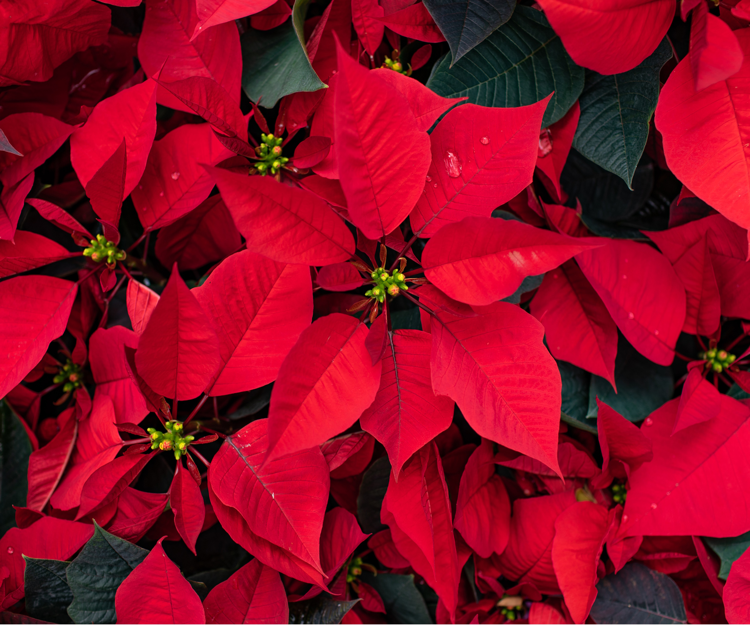 Plante de poinsettia