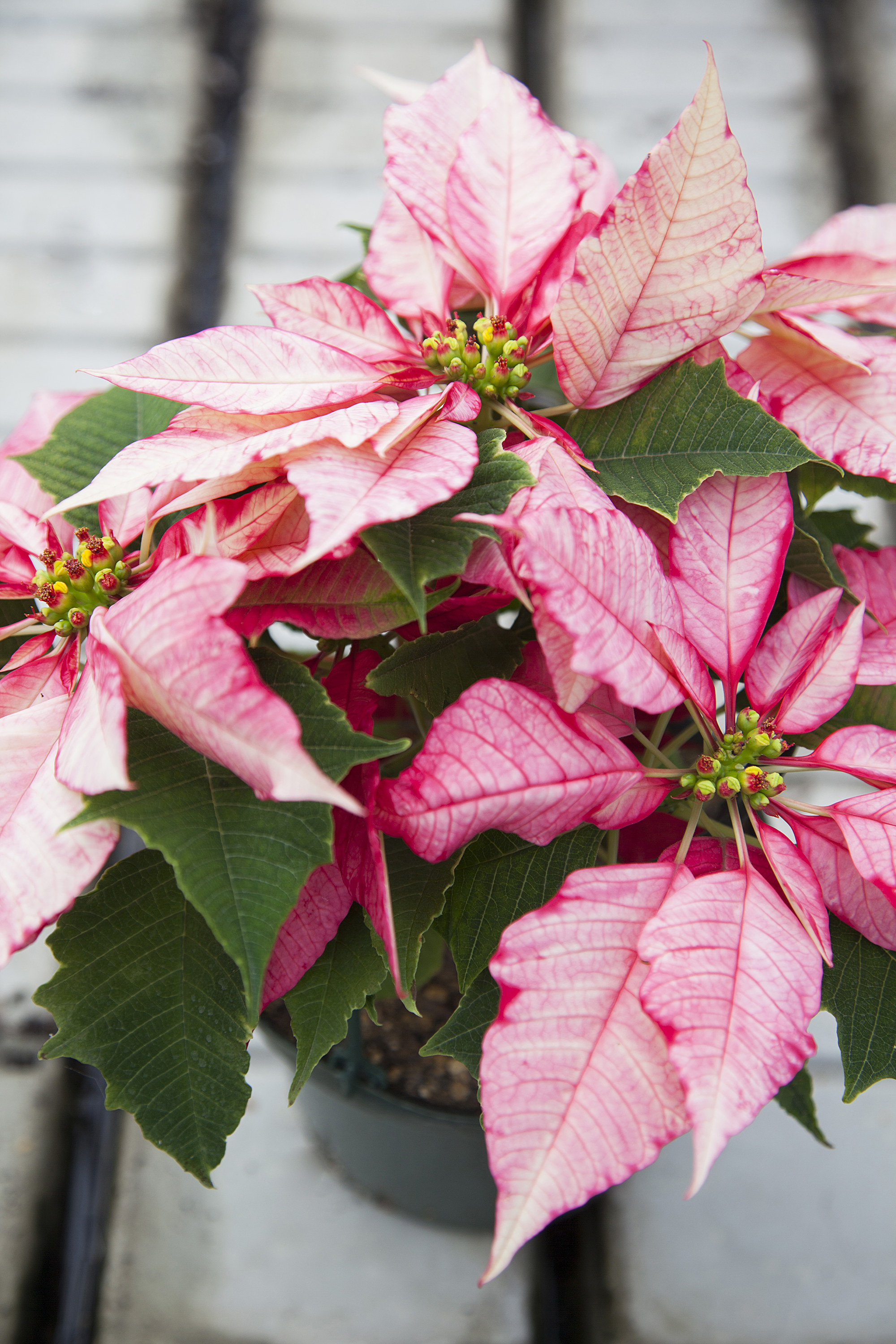 poinsettia de Noël