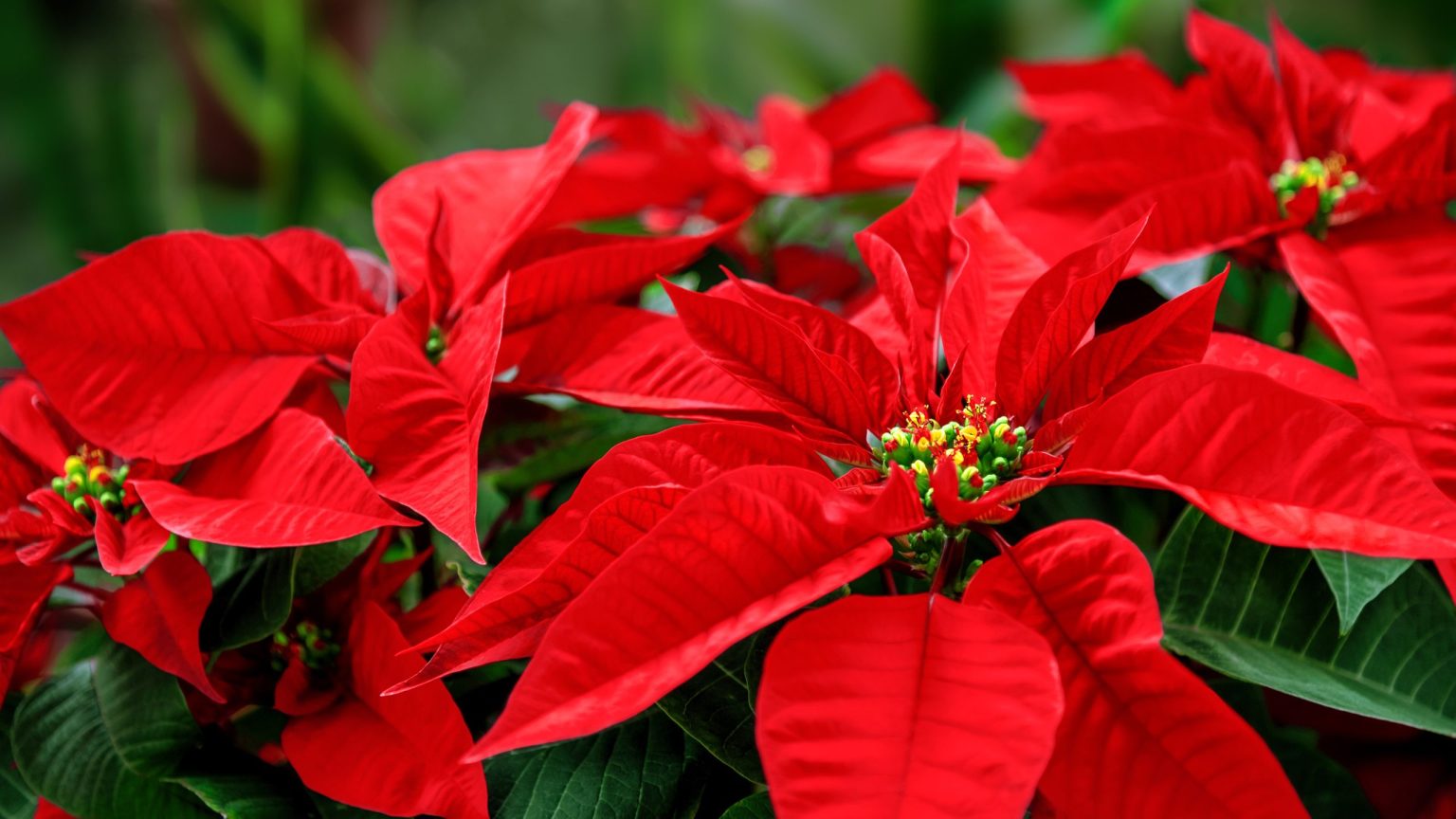Que faire de votre poinsettia en juillet – Cette réinitialisation estivale rapide vous offrira un affichage de Noël encore plus grand et plus lumineux Que faire de votre poinsettia en juillet – Cette réinitialisation estivale rapide vous offrira un affichage de Noël encore plus grand et plus lumineux