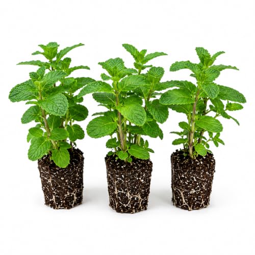 Paquet de 3 plantes vivantes de menthe poivrée, plantes d’herbes de menthe poivrée vivantes, herbes comestibles, 4-7 pouces de hauteur pour la culture