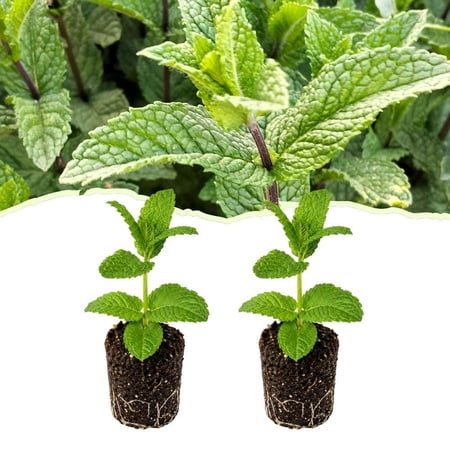 Plantes herbacées vivantes à la menthe verte, démarreur de jardin intérieur, feuilles parfumées comestibles (4 pouces de haut)