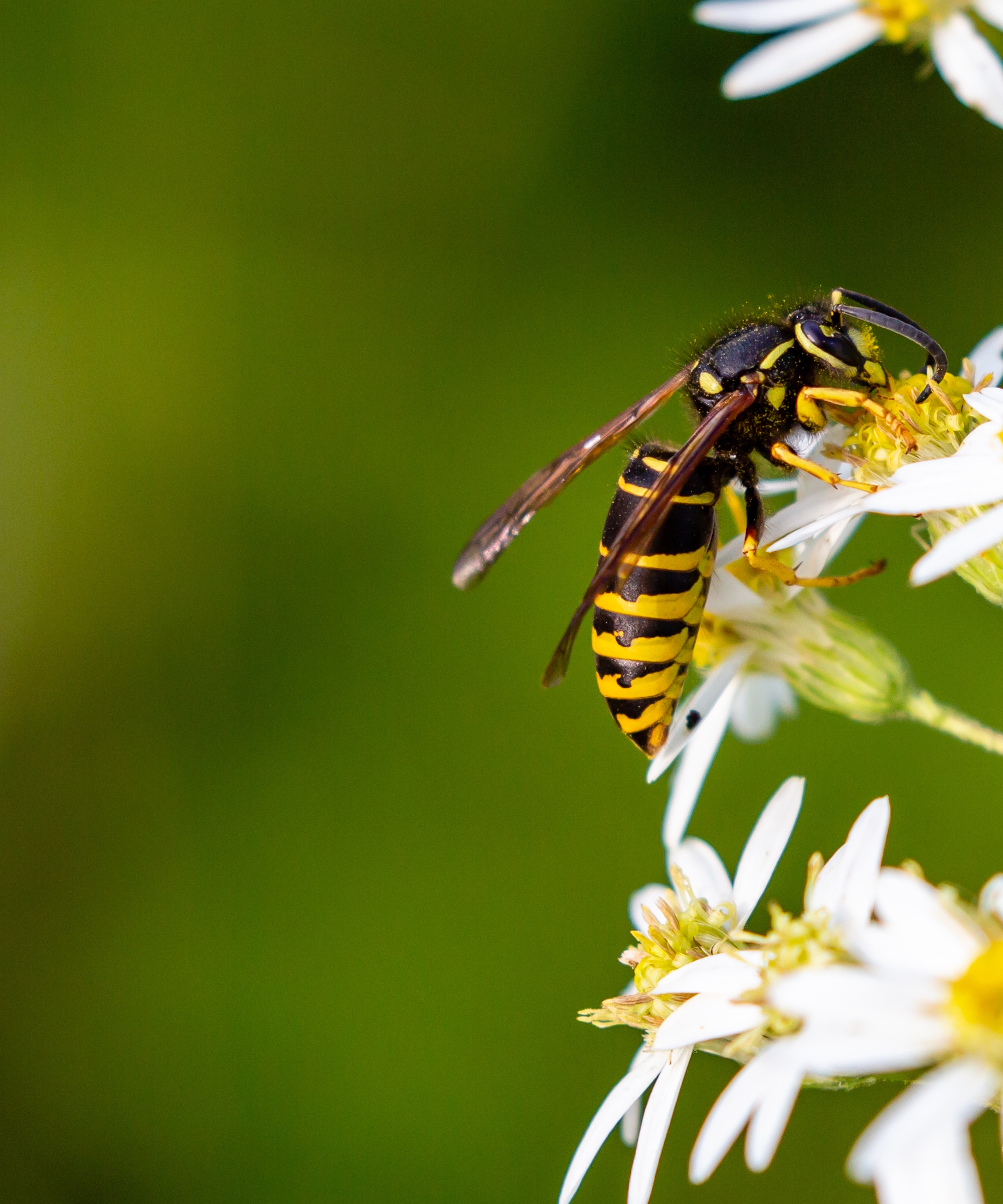 Yellowjacket sur fleur
