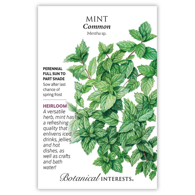 Graines de menthe d'intérêt botanique