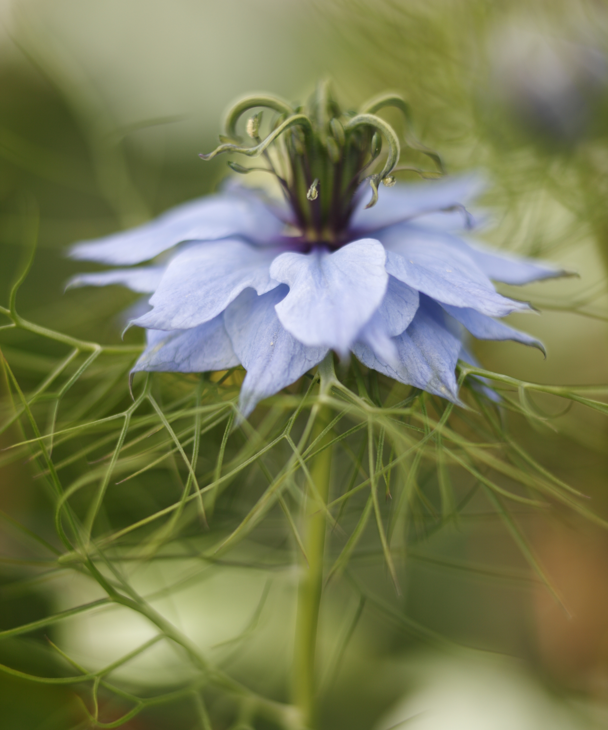 Une fleur pourpre Nigella damascena de près