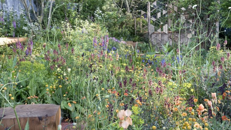 Récoltez les graines de ces fleurs populaires en juillet – et profitez de belles fleurs gratuites l’année prochaine