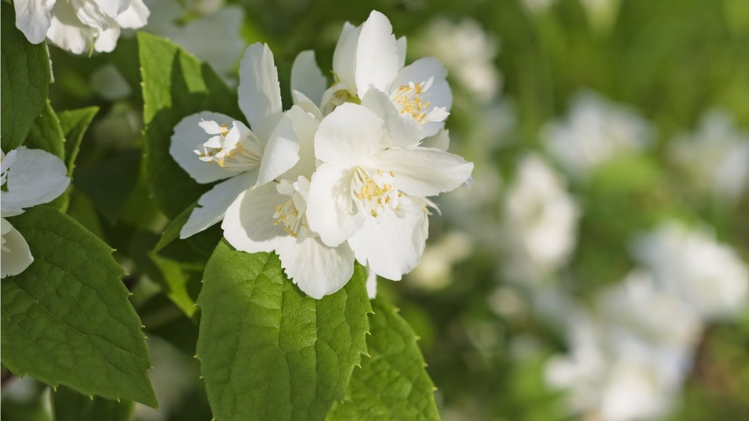 Mock orange varieties