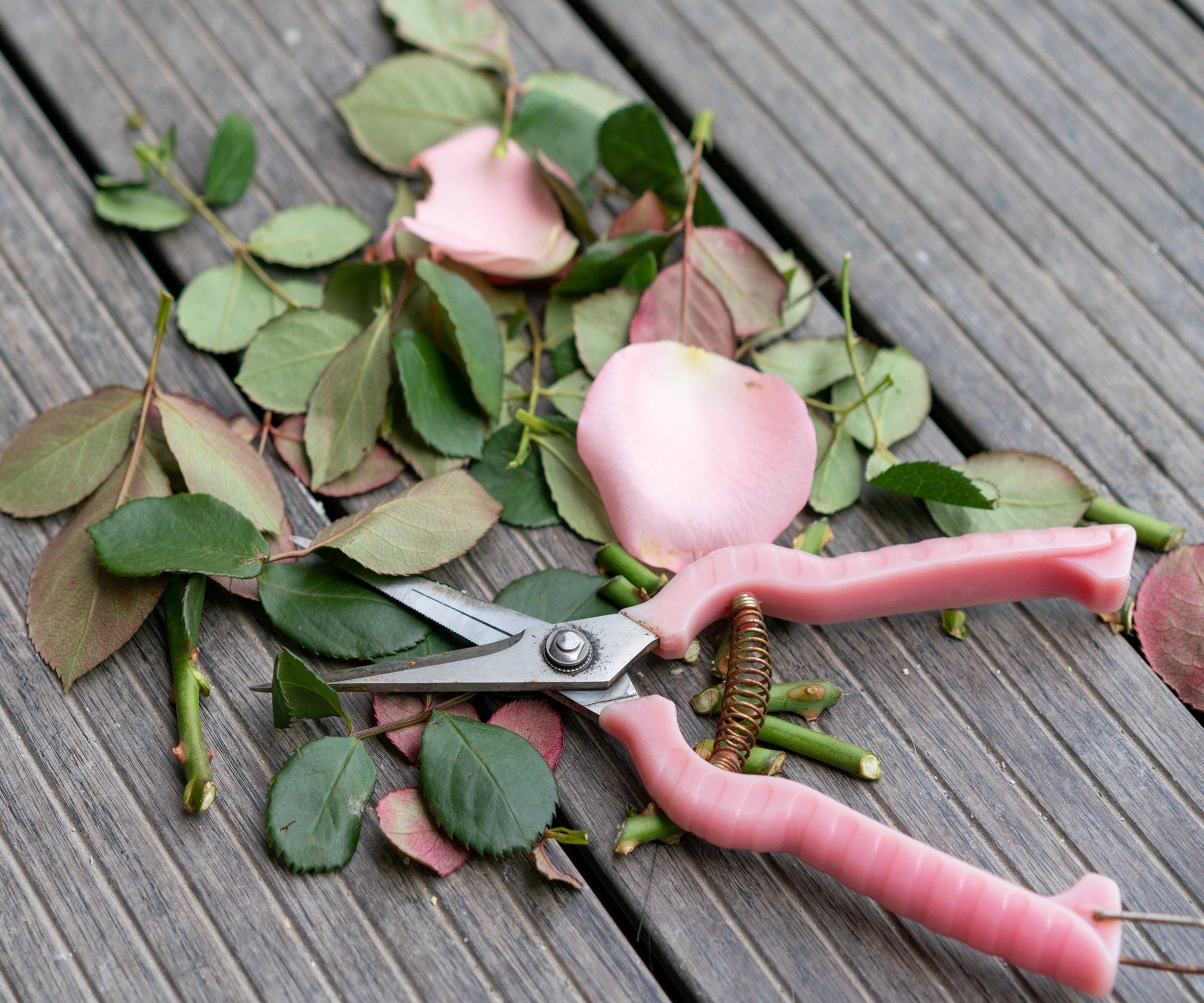 sécateur, rognures de roses
