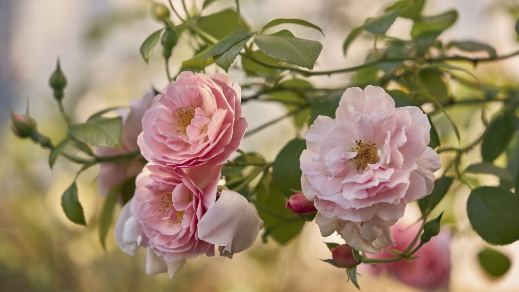 Que faire avec les roses en juillet – 5 tâches faciles pour maintenir la floraison de ces plantes romantiques