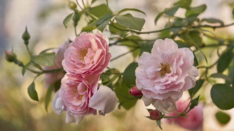 Que faire avec les roses en juillet – 5 tâches faciles pour maintenir la floraison de ces plantes romantiques
