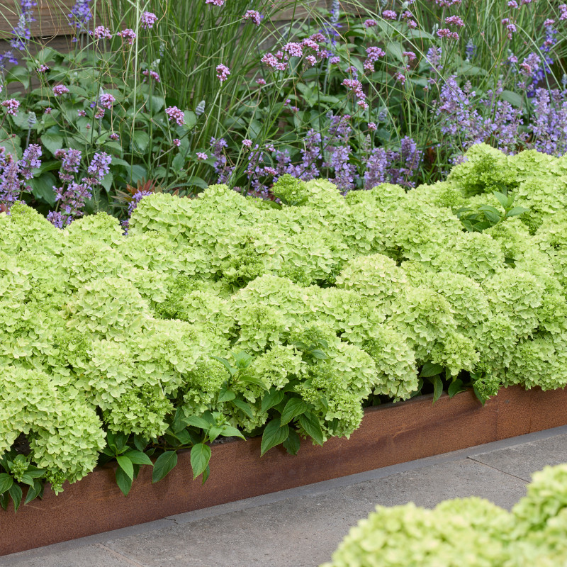 Pionnier&reg; Greeny&commerce; Hortensia