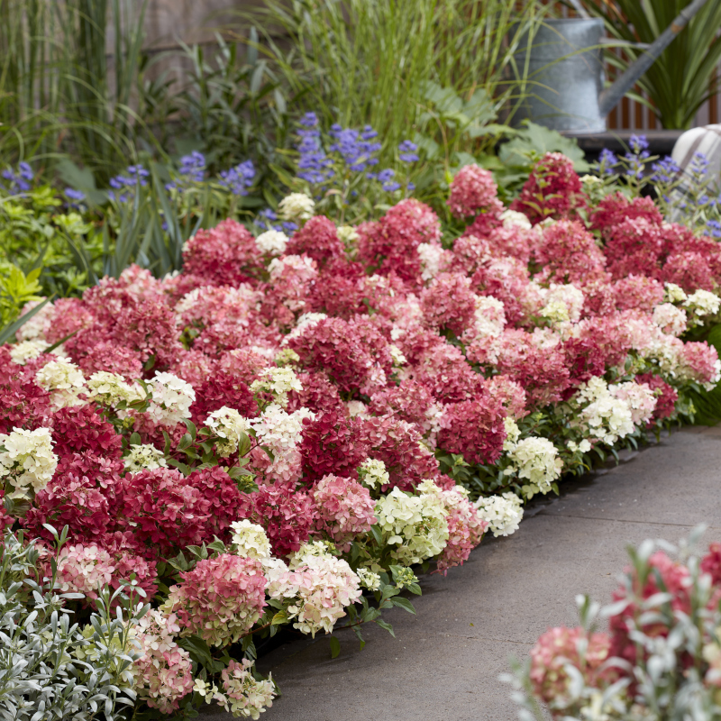 Pionnier&reg; Ruby&commerce; Hortensia