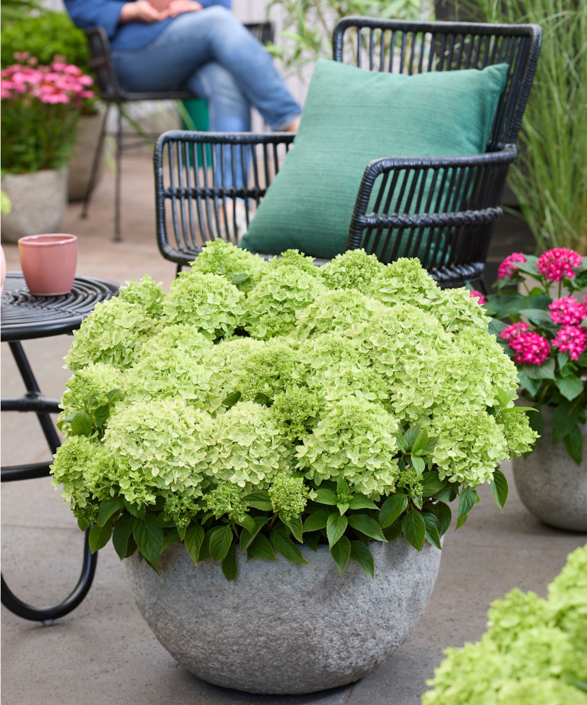Plant Addicts Hortensia révolutionnaire vert