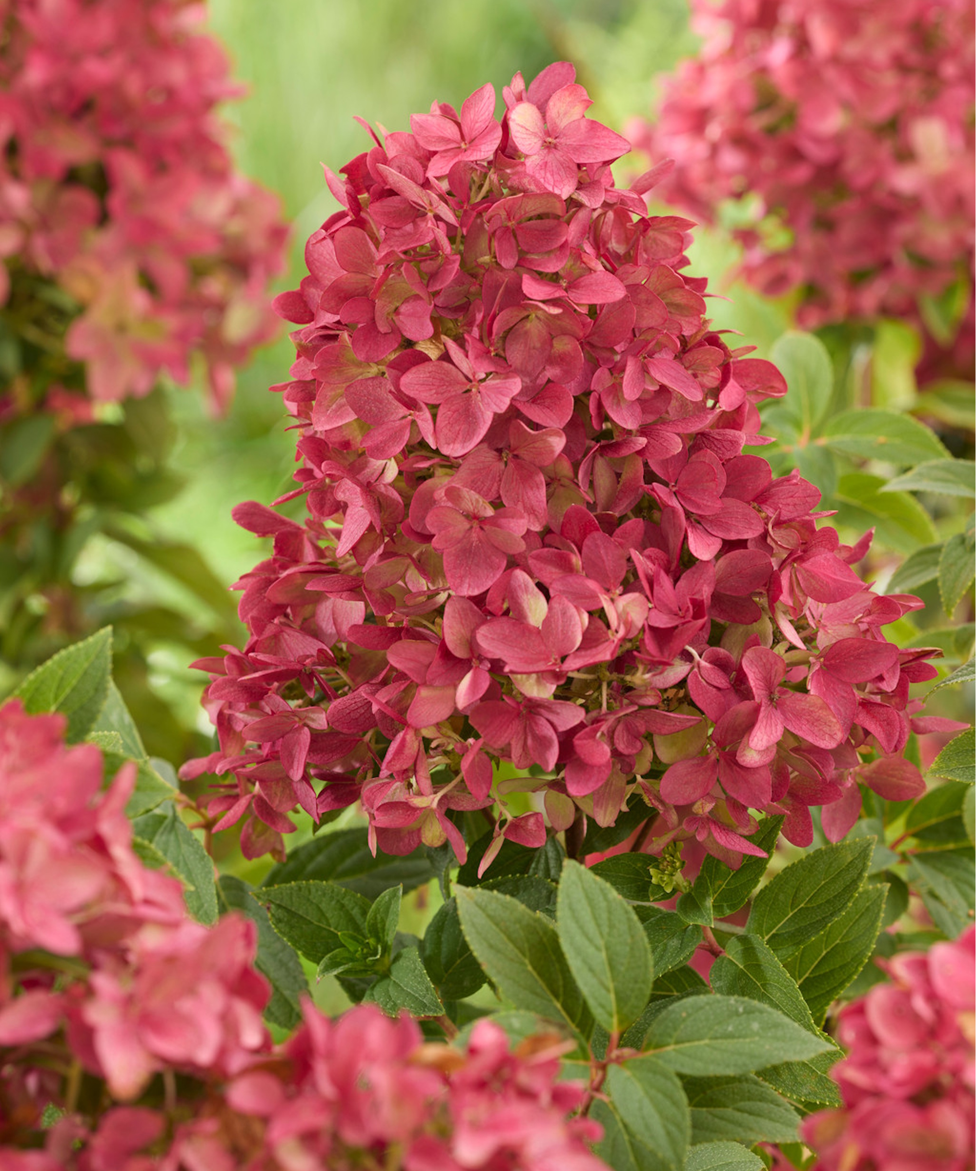 Hortensia Ruby Groundbreaker de Plant Addicts