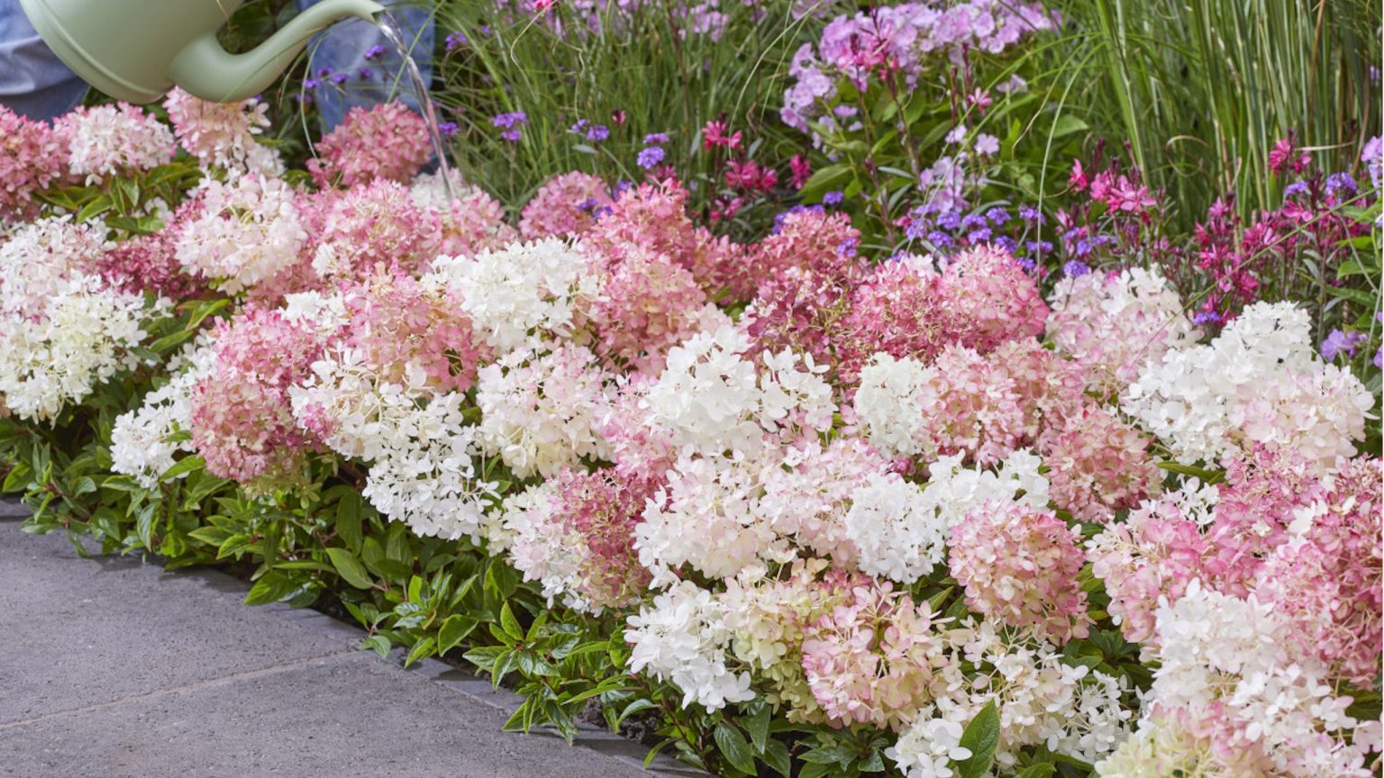 Un tout nouvel hortensia est arrivé aux États-Unis : c’est un couvre-sol aux couleurs changeantes qui fleurit pendant 100 jours Un tout nouvel hortensia est arrivé aux États-Unis : c'est un couvre-sol aux couleurs changeantes qui fleurit pendant 100 jours