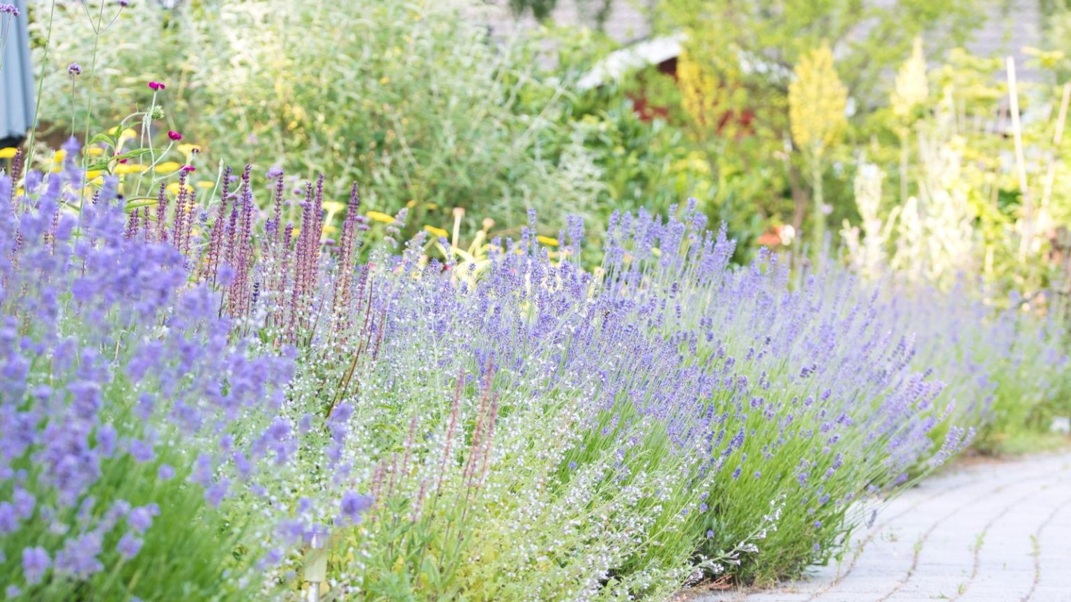 7 plantes qui prospèrent grâce à la négligence pendant une vague de chaleur – et qui sont belles même lorsque vous oubliez d’arroser Lavender in bloom set in a garden