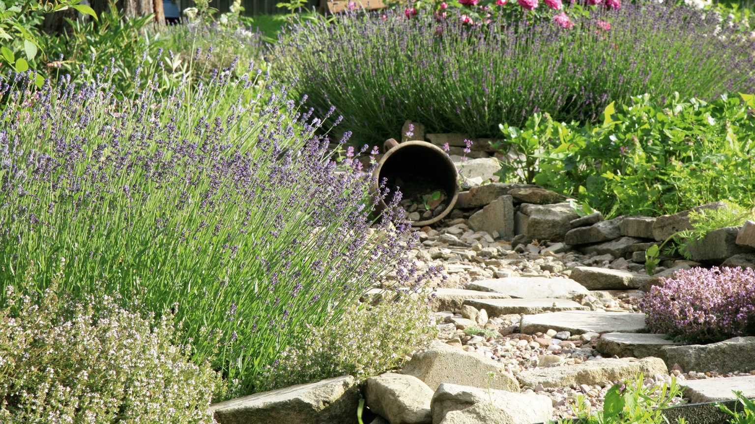 Cette belle fleur parfumée pourrait aider à éloigner les moustiques de votre jardin – et « c’est l’une des plantes les plus faciles à cultiver » Cette belle fleur parfumée pourrait aider à éloigner les moustiques de votre jardin – et « c'est l'une des plantes les plus faciles à cultiver »