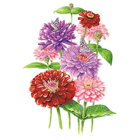 Mélange de graines de zinnia Northern Lights