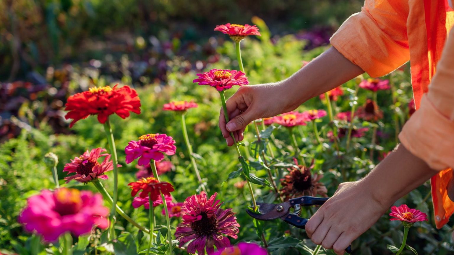 Les jardiniers échangent les dahlias contre cette annuelle robuste et aimant la chaleur – elle est plus tolérante à la sécheresse et beaucoup plus facile à cultiver A gardening cutting zinnia blooms in a cut flower garden