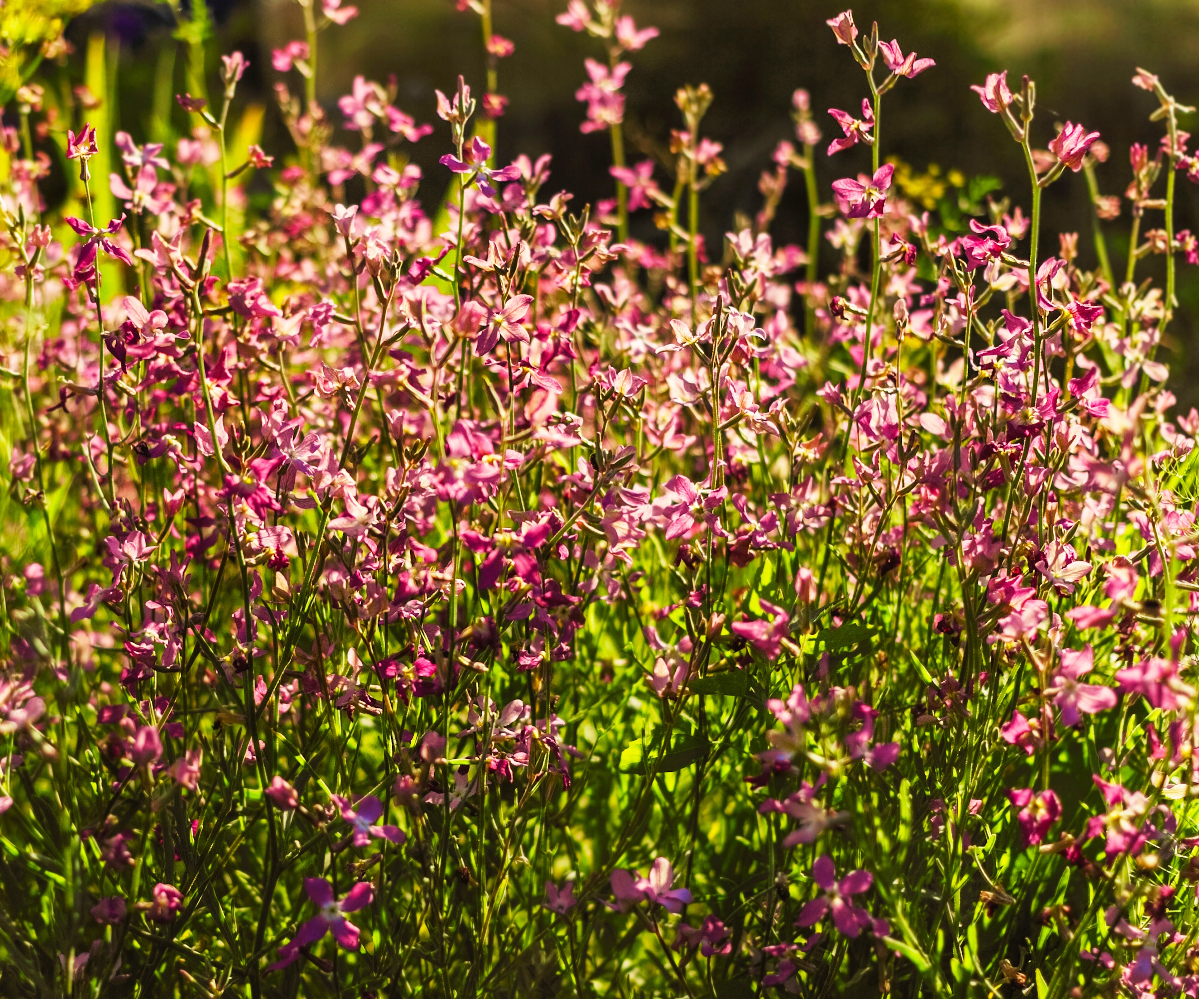 Matthiola longipetala rose fleurit au soleil