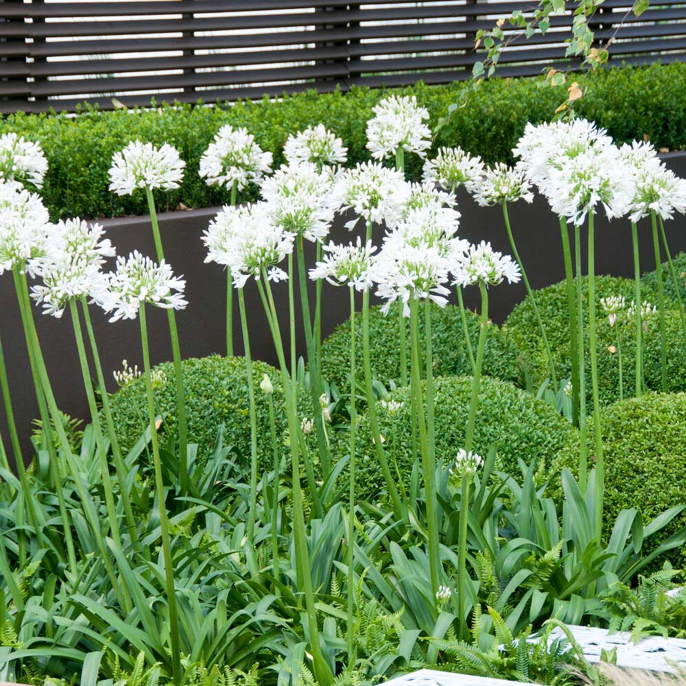 Agapanthe blanche