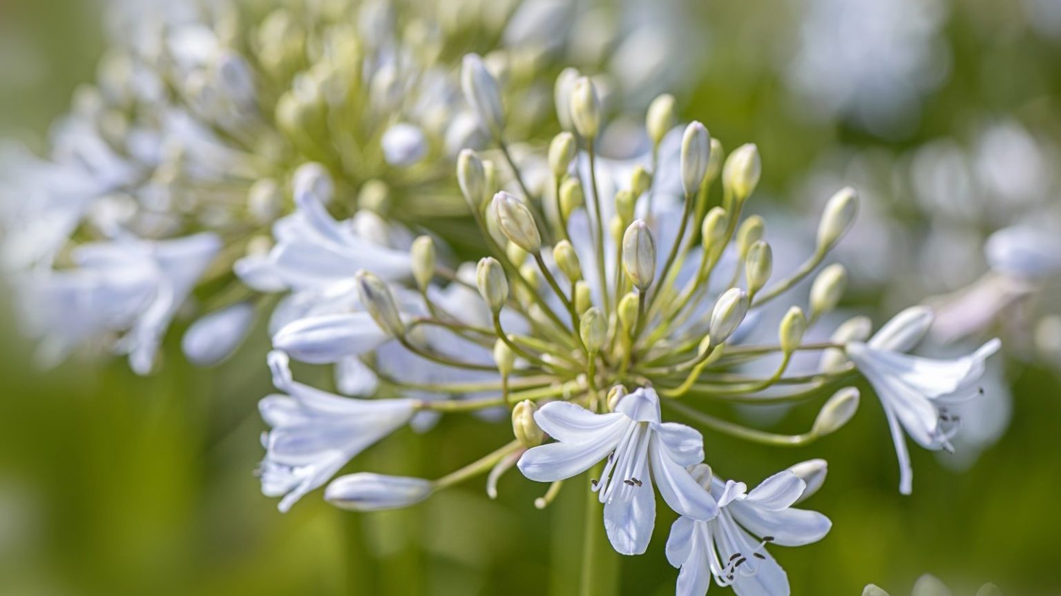 Que faire avec les agapanthes en juillet – 6 conseils d’experts pour des floraisons estivales plus durables Pale lilac agapanthus bloom