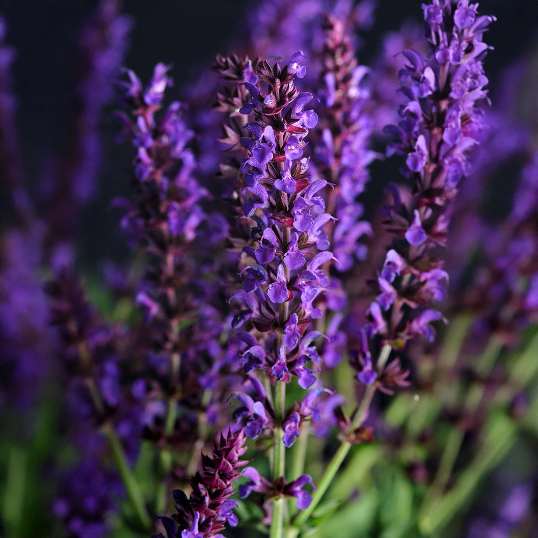 Lyrique et commercial; Plante de salvia bleue
