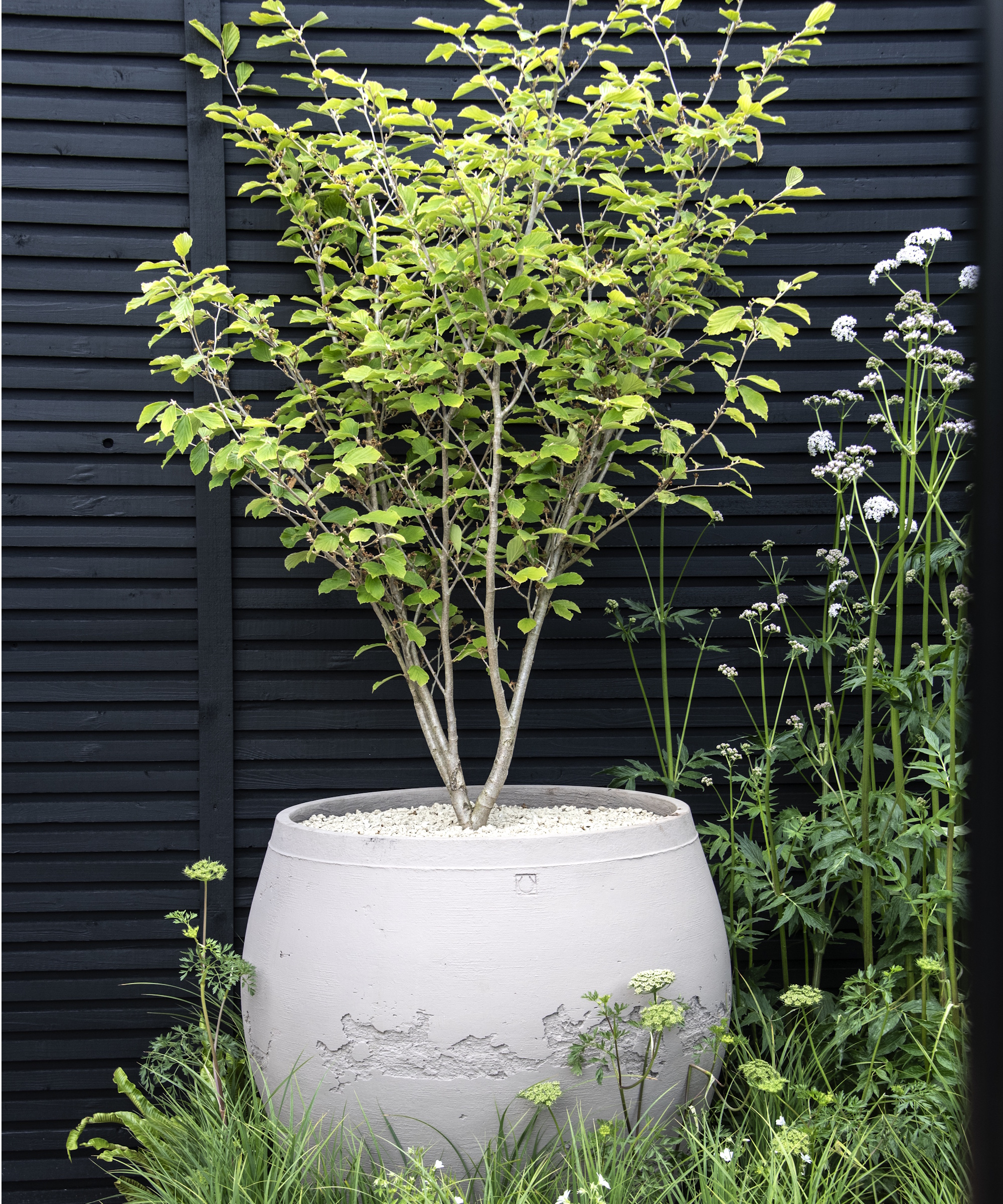 Arbre du Chelsea Flower Show 2026 dans un grand pot