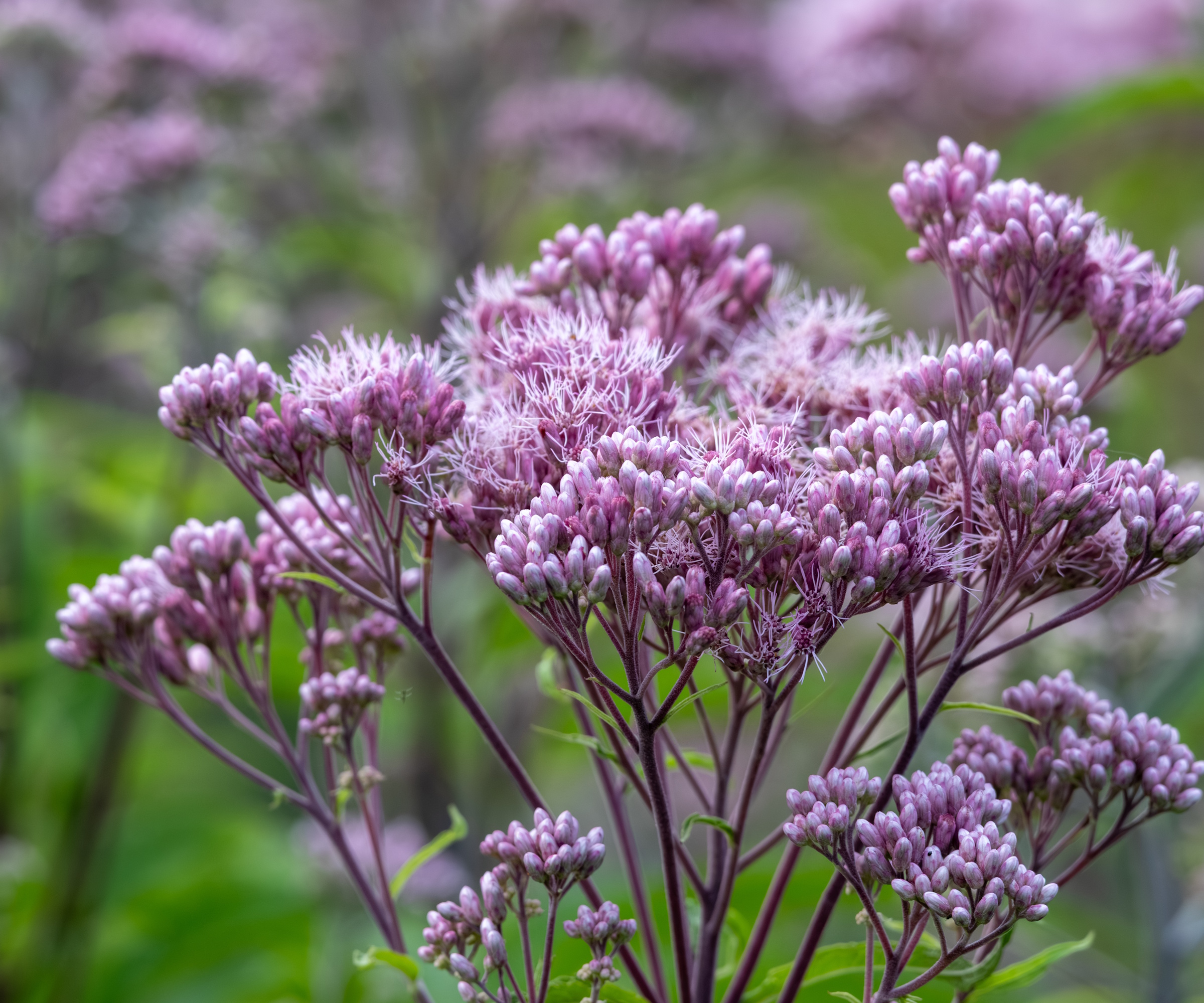 Joe Pye mauvaises herbes fleurs roses