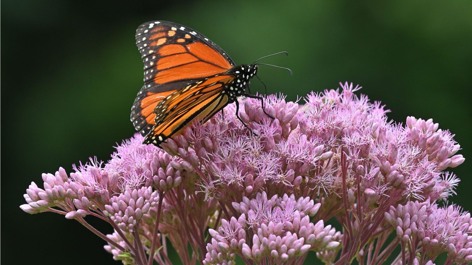Vous voulez plus d’abeilles et de papillons ? Cultivez cette plante indigène avec d’énormes grappes de fleurs auxquelles les pollinisateurs ne peuvent pas résister Vous voulez plus d’abeilles et de papillons ? Cultivez cette plante indigène avec d'énormes grappes de fleurs auxquelles les pollinisateurs ne peuvent pas résister