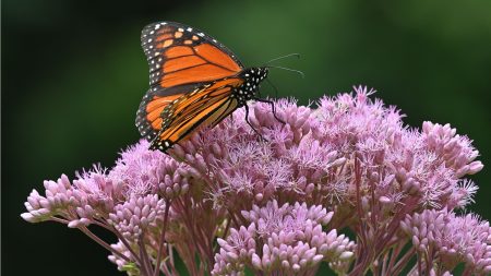 Vous voulez plus d’abeilles et de papillons ? Cultivez cette plante indigène avec d'énormes grappes de fleurs auxquelles les pollinisateurs ne peuvent pas résister