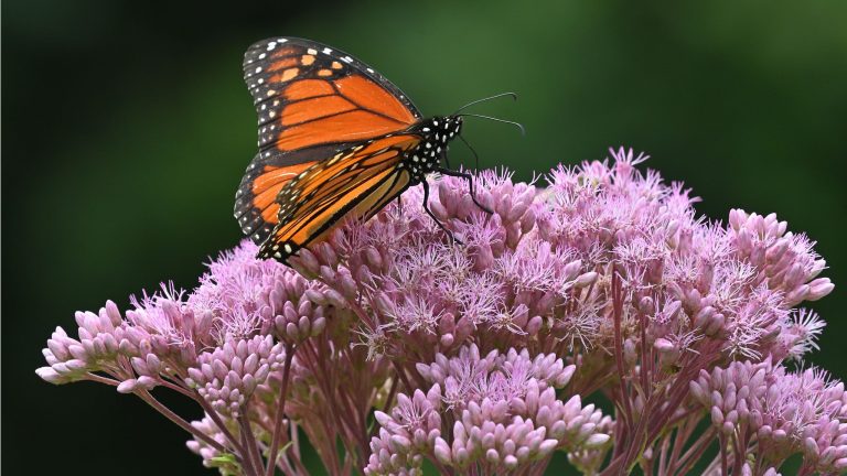 Vous voulez plus d’abeilles et de papillons ? Cultivez cette plante indigène avec d'énormes grappes de fleurs auxquelles les pollinisateurs ne peuvent pas résister